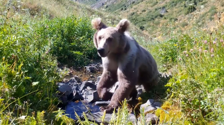 Осенний учёт зверей и птиц проходит в Аксу-Жабаглинском заповеднике