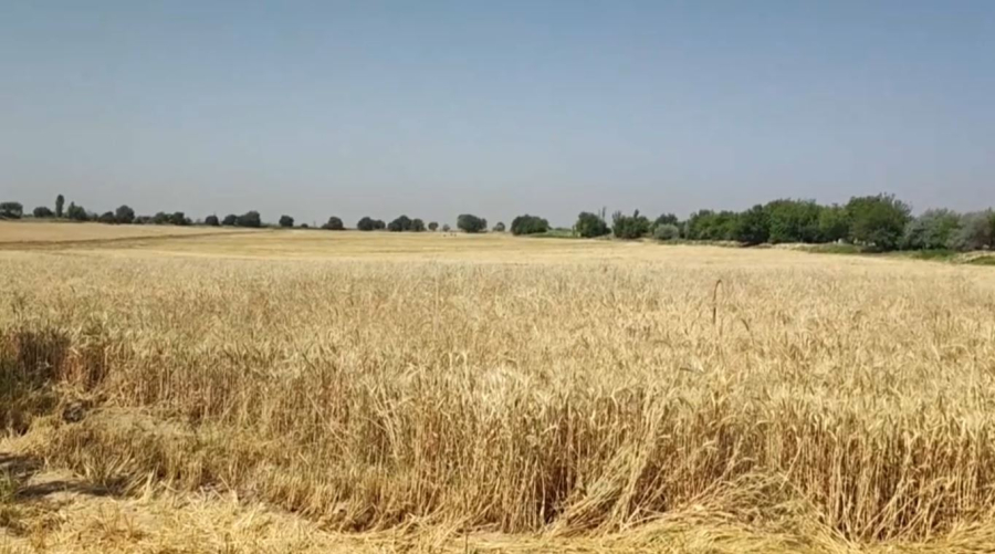 Өзбекстан бидай орнына өзге дақыл егеді