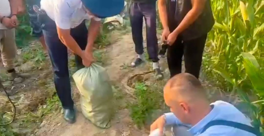 50 кг конопли обнаружили среди кукурузы в Алматинской области