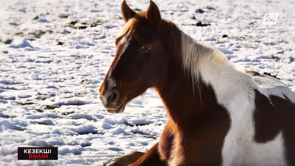 Мал ұрлағандар заң алдында жауап береді | Кезекші бөлім