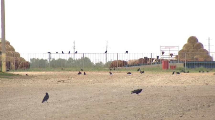 389 отбасыға тауарлық несие берілді