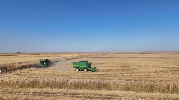 Балқаш ауданы бойынша күріш орағы 83% аяқталды