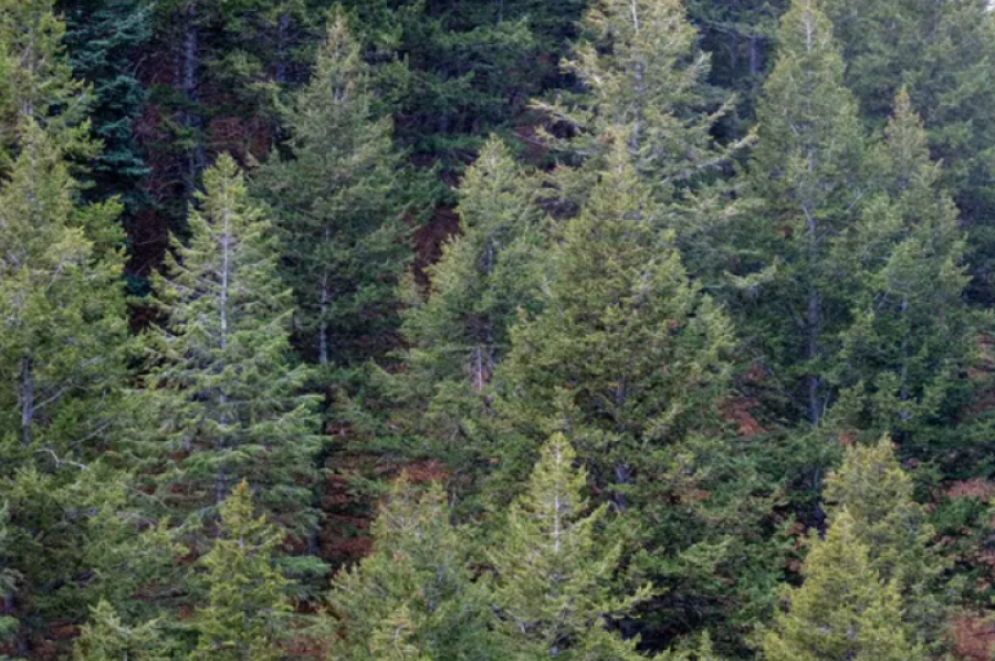 Более 100 га лесных земель возвращены в госсобственность в Акмолинской области