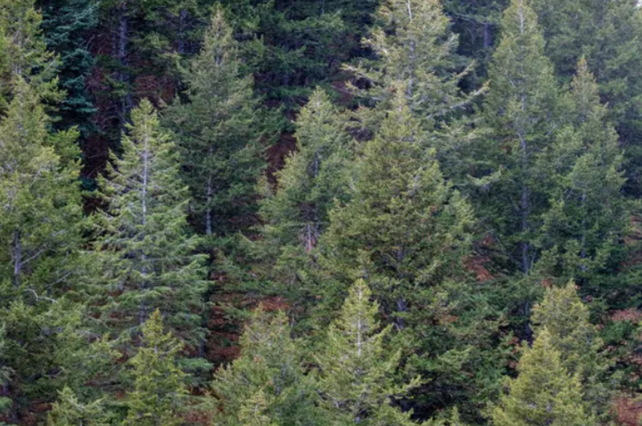 Более 100 га лесных земель возвращены в госсобственность в Акмолинской области