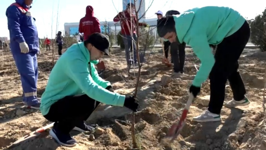 100 деревьев высадили в молодежном парке Актау