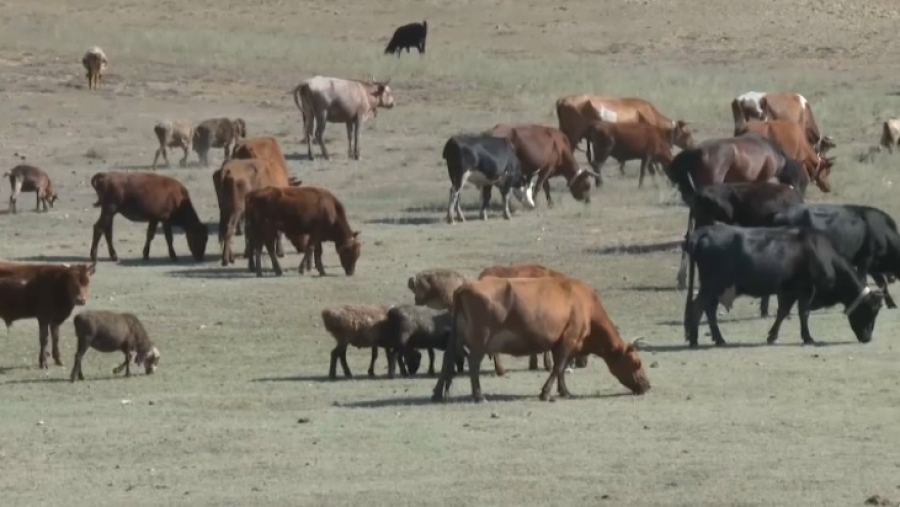 Сельхозперепись в Казахстане пройдет в два этапа