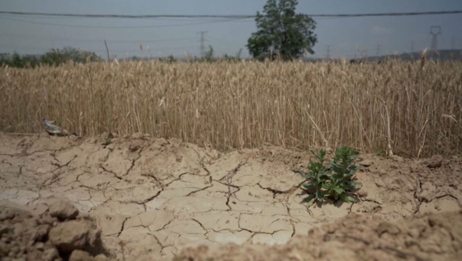 Засуха уничтожает посевы пшеницы в Китае