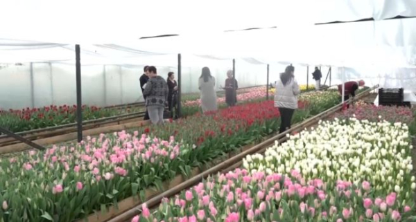 Многодетная семья вырастила 50 тысяч тюльпанов в Жетысу