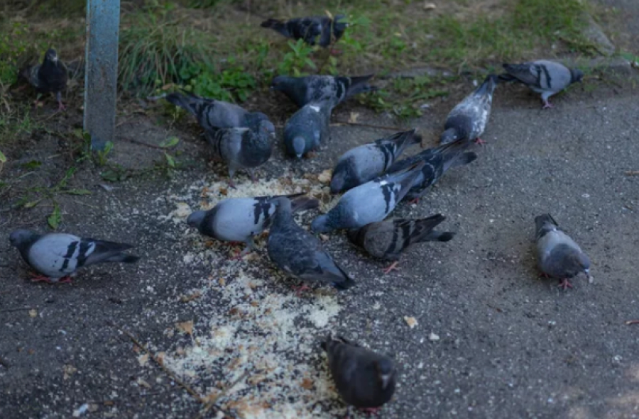 Жителям столицы напомнили о вреде бесконтрольного кормления птиц