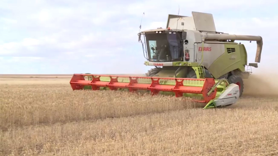 Қарағанды облысында егіннің 85%-і жиналды