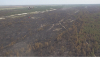 Пожар в резервате «Семей орманы» тушат четвертые сутки
