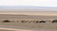 Восемь сельских акимов оштрафованы за приписки поголовья скота в частных хозяйствах области Жетісу