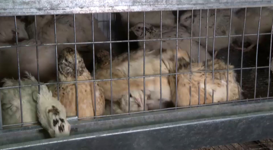 ШҚО-да оқушы бөдене өсіріп, кәсіп бастады