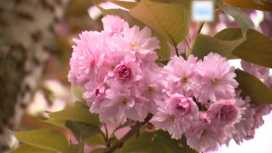 Цветение сакуры началось в Германии и Японии