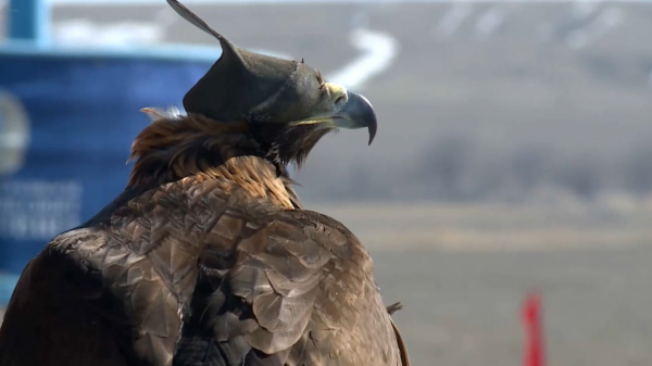 Жетісу салбурыны - 2025: турнир беркутчи стартовал в Талдыкоргане