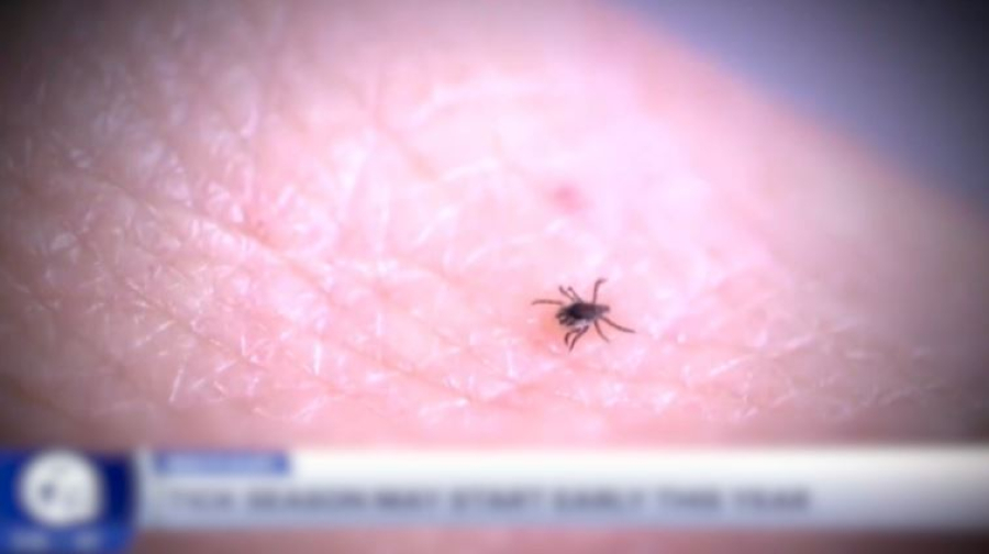 Вакцина против болезни Лайма показала эффективность 70%