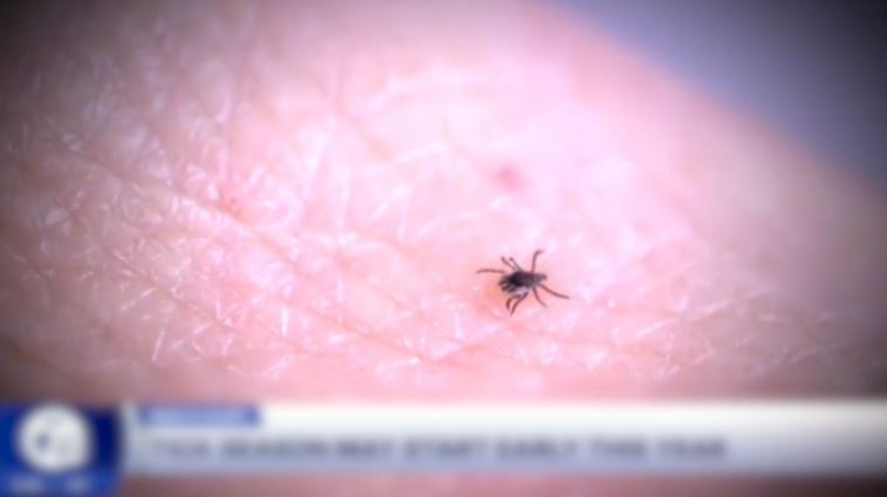 Вакцина против болезни Лайма показала эффективность 70%