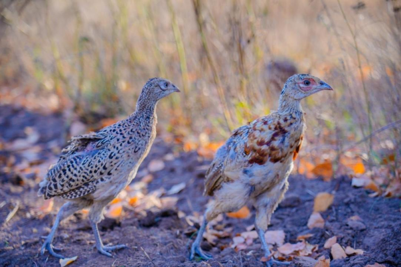 В зеленый пояс столицы выпущены сотни фазанов