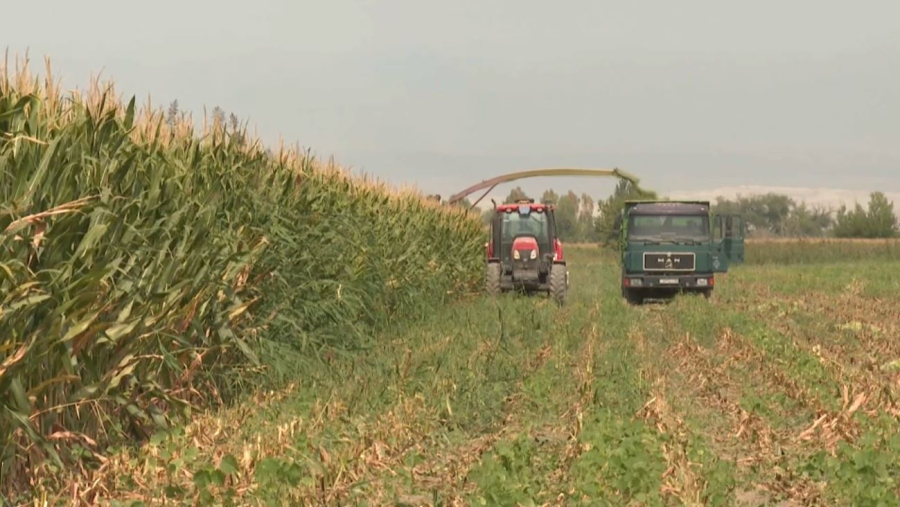 Посевы кукурузы увеличили до 6 тысяч гектаров
