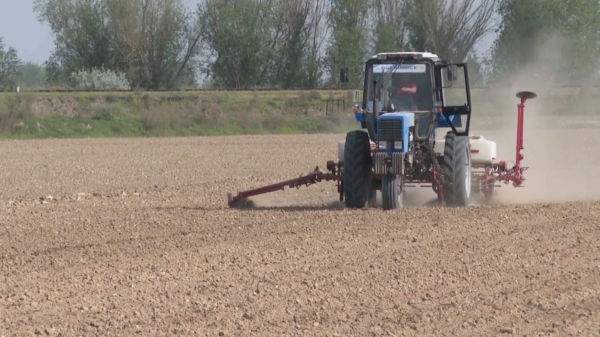 Мақтааралда көктемгі егіс науқаны қызу жүріп жатыр