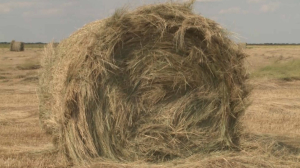 Больше 1 млн тонн сена запасли костанайские фермеры      