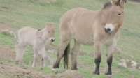 Клонированный жеребёнок лошади Пржевальского родился в Сан-Диего