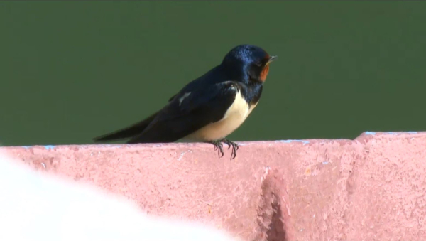 Көкарал бөгеті нығайтылып жатыр