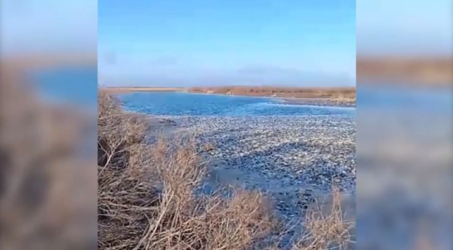 БҚО-да жаппай балық қырылды