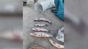 За незаконную ловлю рыбы задержали четырёх жителей Кызылорды