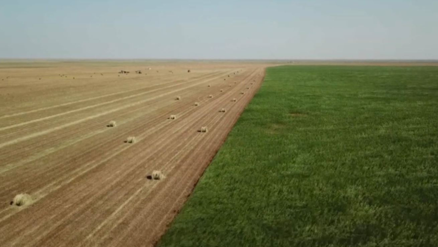 Атырау облысында қысқы мал азығының 41% дайын