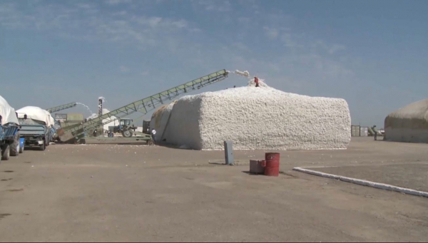 Түркістан облысында мақта жинау науқаны аяқталады