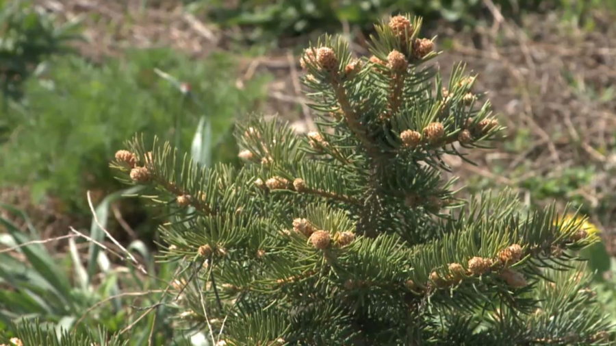 Площадь питомника вдвое увеличили в Карагандинском лесхозе