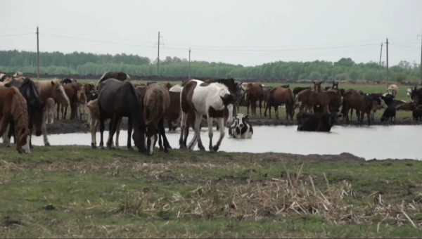 Солтүстікте мал басы 5% азайған