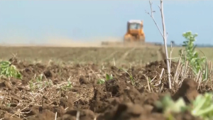 Аграрии Западно-Казахстанской области засеяли 74% пашни