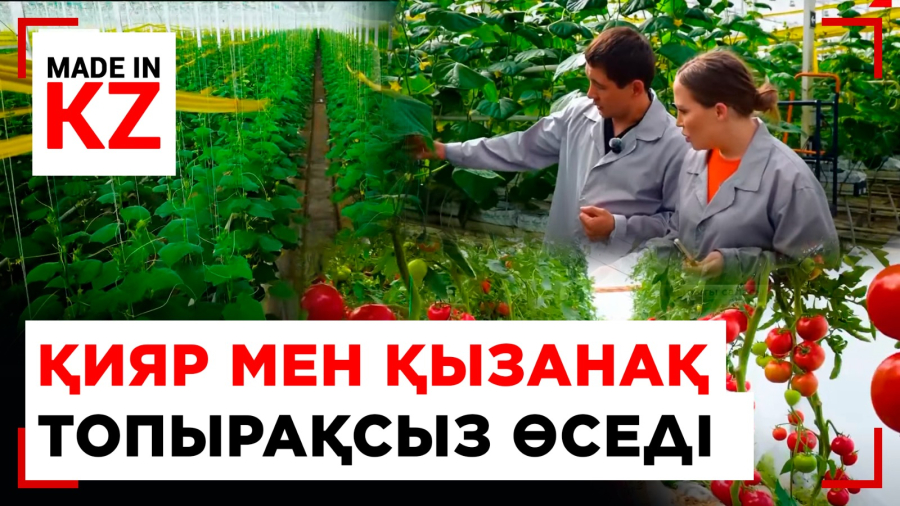 Екібастұзда қияр мен қызанақ тонналап топырақсыз өсіп жатыр