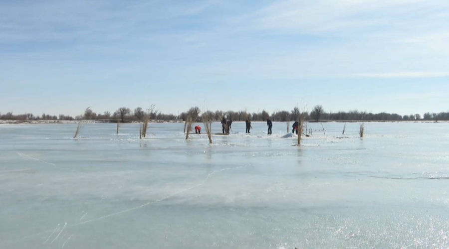 Атырау облысында балықтарға оттегі жетпей жатыр