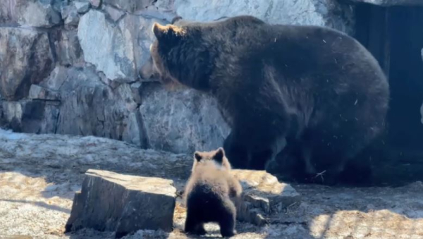 Медведица родила тройню в зоопарке Усть-Каменогорска