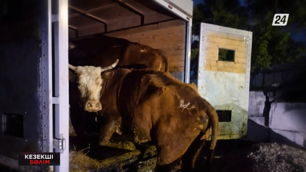 Абай облысында мал ұрлаған күдіктілер қолға түсті | Кезекші бөлім