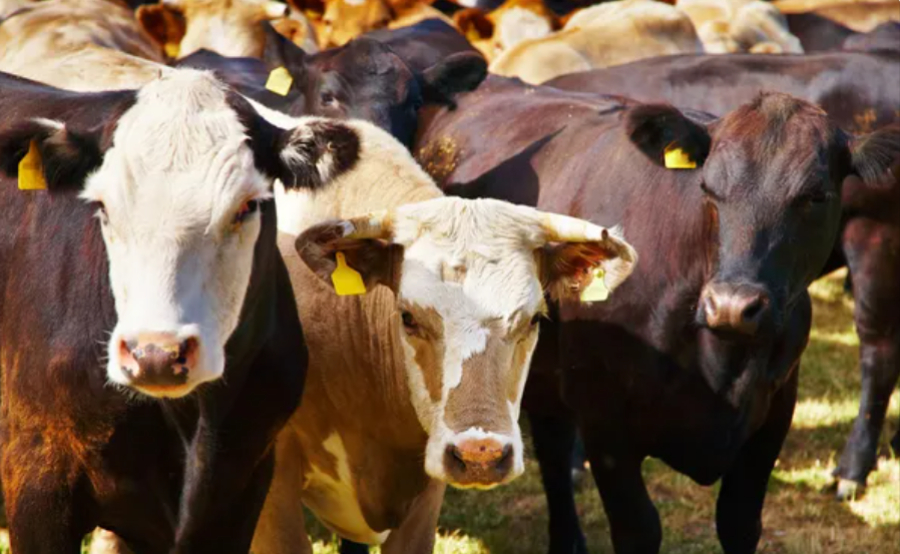 Валовая продукция сельского хозяйства выросла на 5,4% в Казахстане