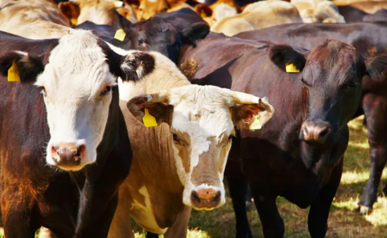 Валовая продукция сельского хозяйства выросла на 5,4% в Казахстане