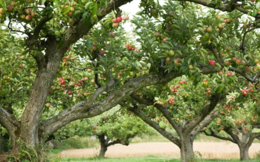 В Казахстане продолжается возрождение легендарного сорта «Апорт»
