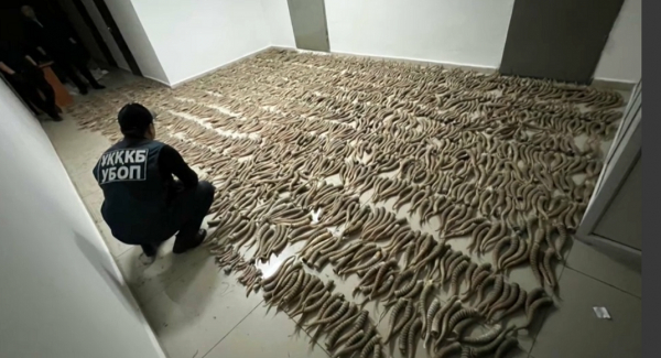 Қызылорда облысында киік мүйізін сатқандар ұсталды