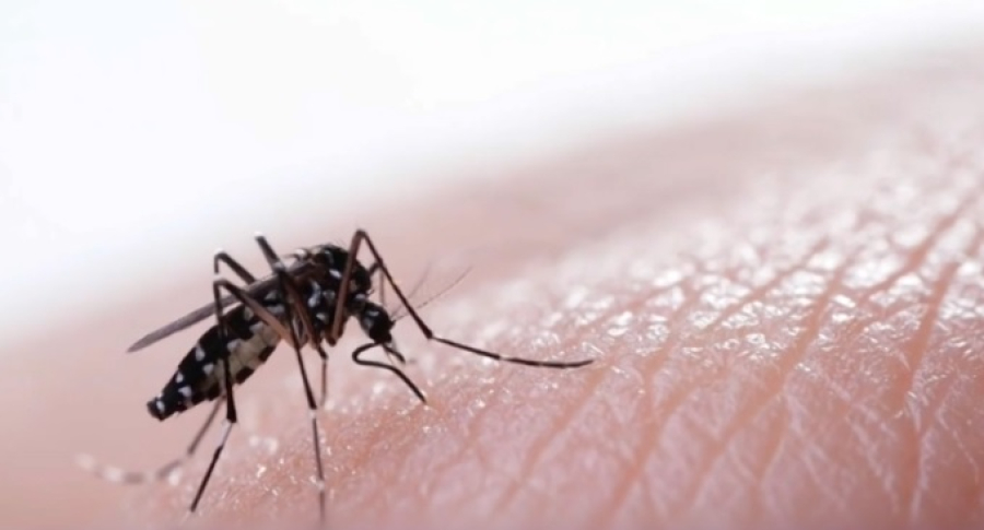 5,6 млрд человек рискуют заболеть чикунгуньей