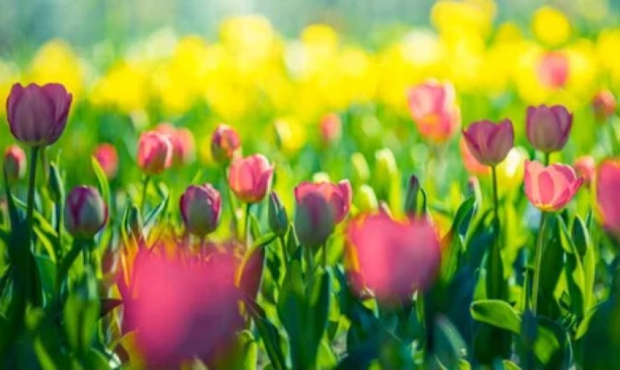 Сильную жару прогнозируют в Казахстане