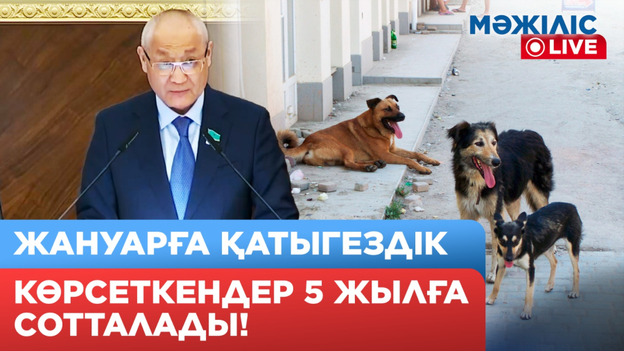 Елімізде әр сағат сайын 5 адам итке таланады | Мәжіліс Live