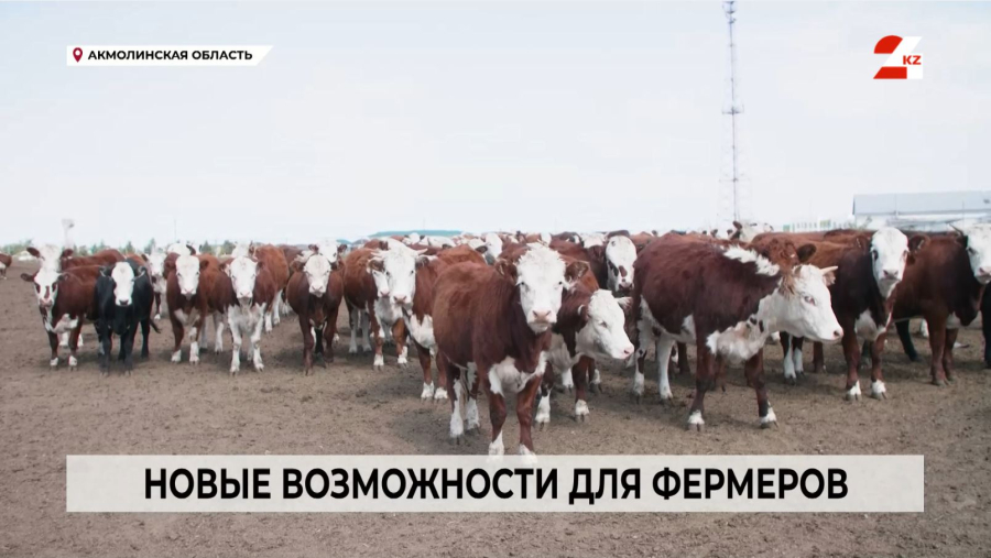 Откормочные площадки Казахстана: новые возможности для фермеров