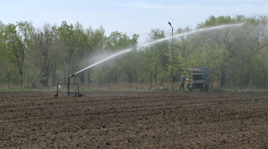 Қарағандыдағы өртенген орман аумағына ағаш егілді