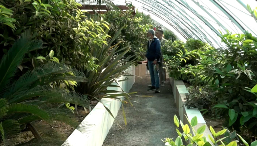 Ақтауда тропикалық өсімдіктер жайқалып тұр