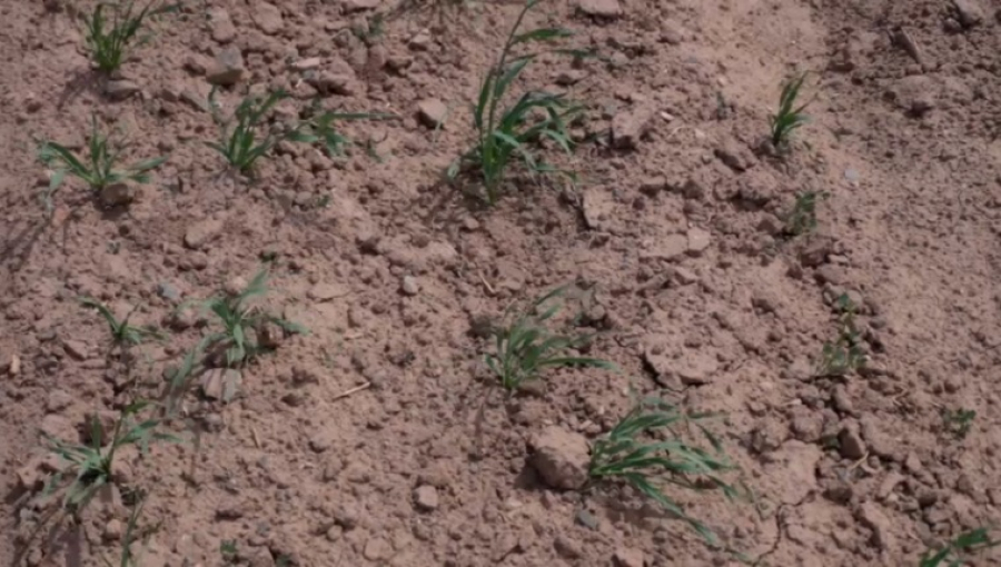 Дефицит поливной воды ощущают жамбылские земледельцы