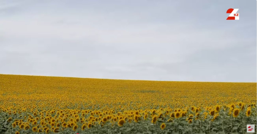Масличный кластер Казахстана: перспективы развития отрасли